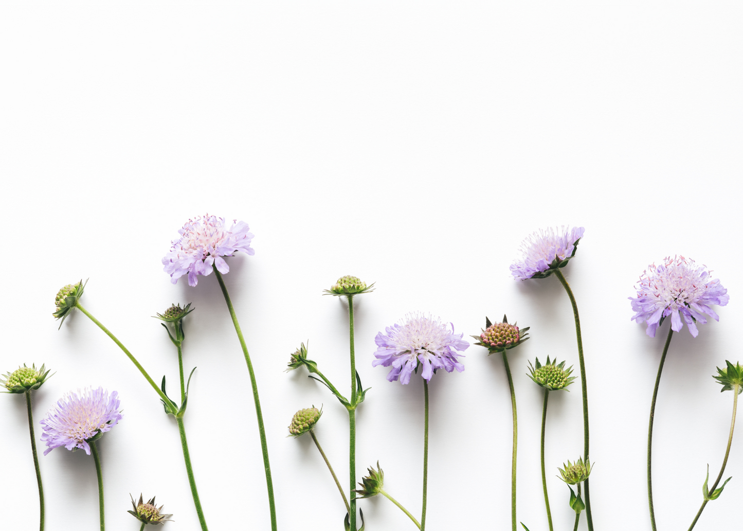 Purple Flowers - Prayer Wall Cards